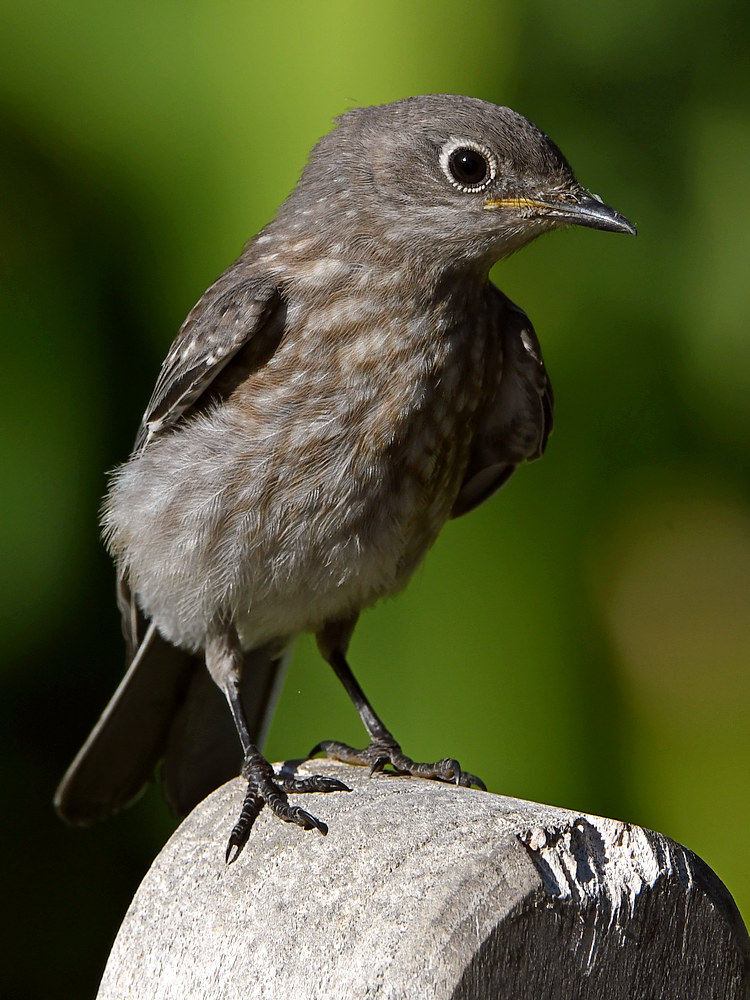 Bluebird7.jpg