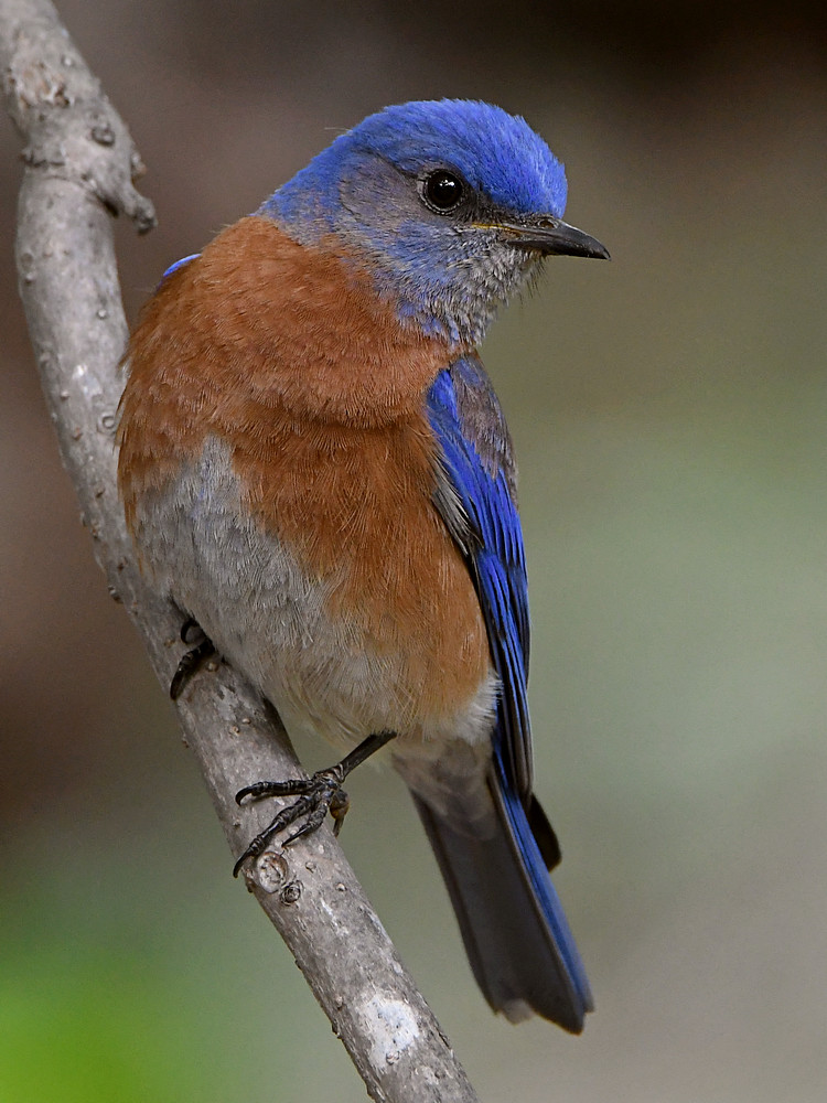 Bluebird7.jpg