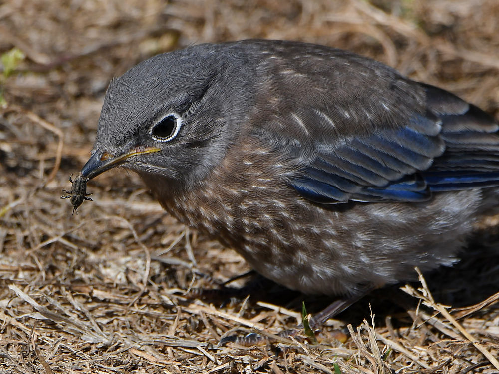 Bluebird7.jpg