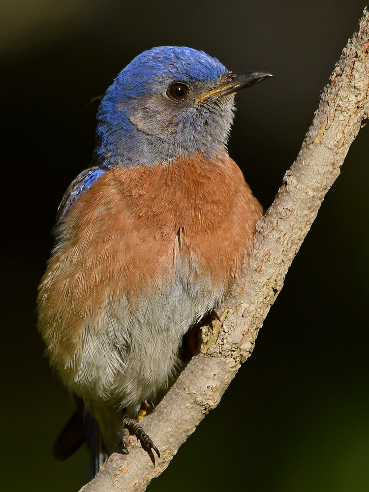 Bluebird7.jpg