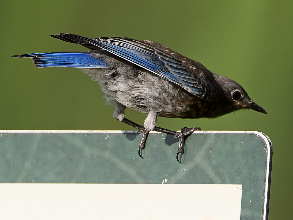 Bluebird7.jpg