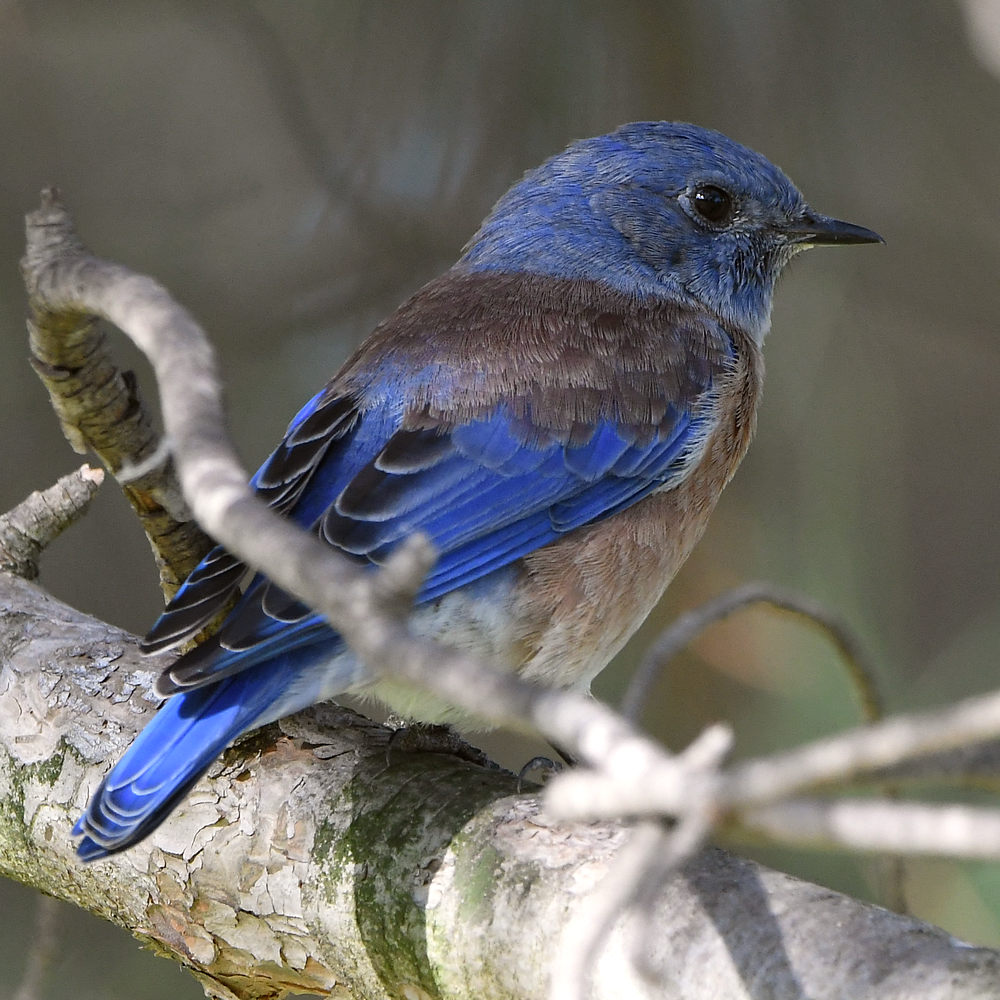 Bluebird7.jpg