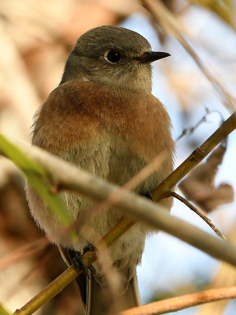 Bluebird7.jpg