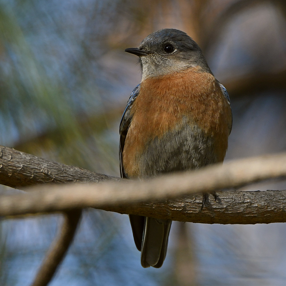 Bluebird7.jpg