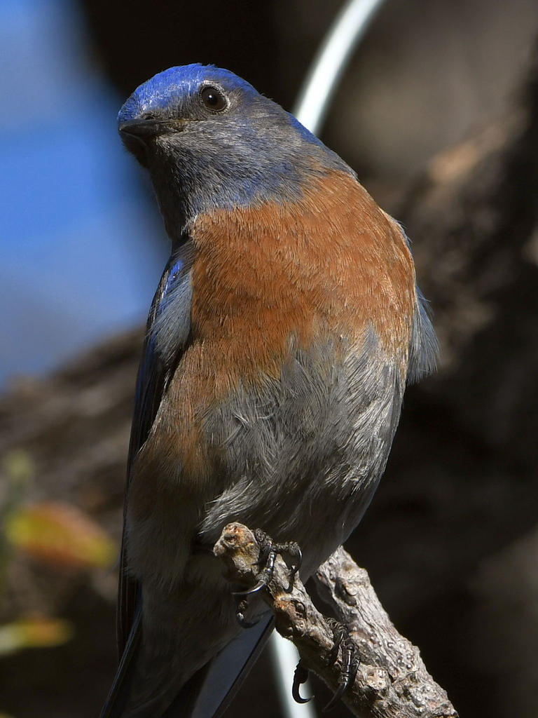 Bluebird7.jpg