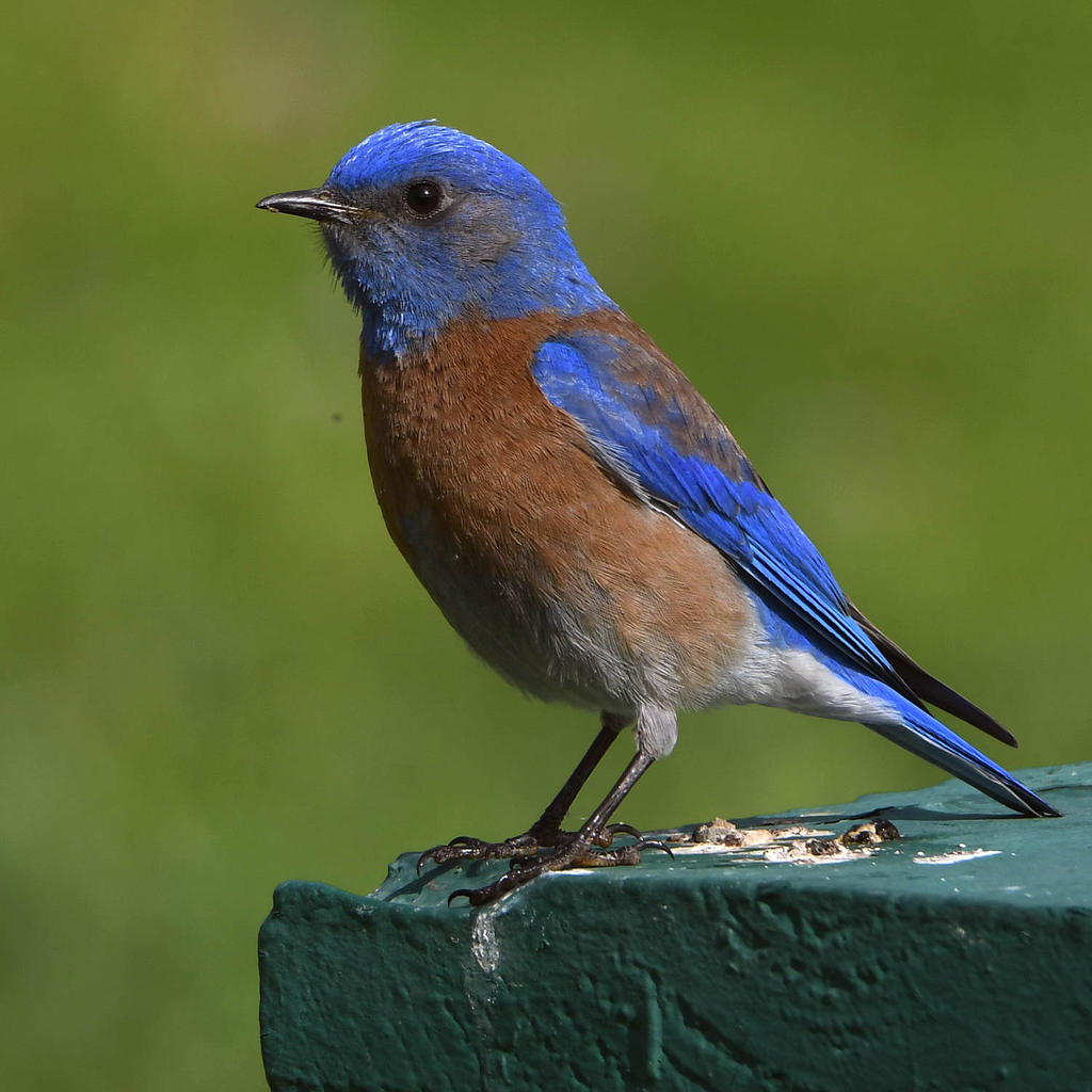 Bluebird7.jpg
