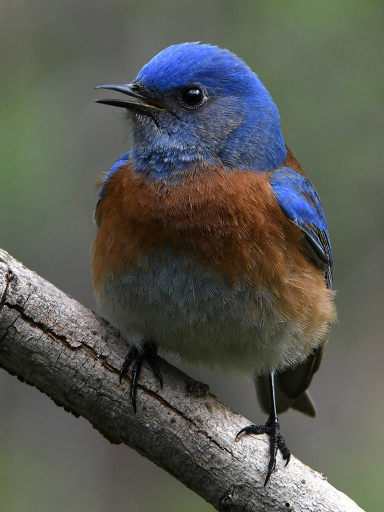 Bluebird7.jpg