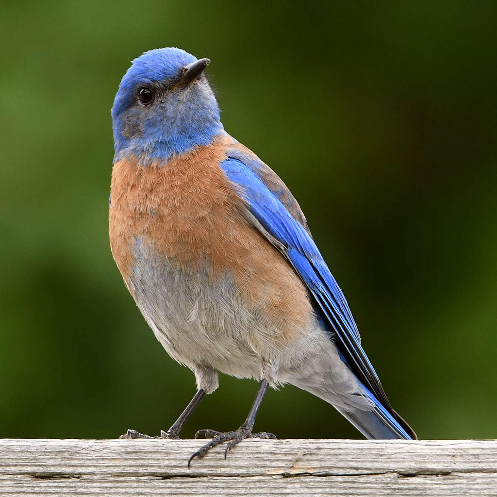 Bluebird7.jpg