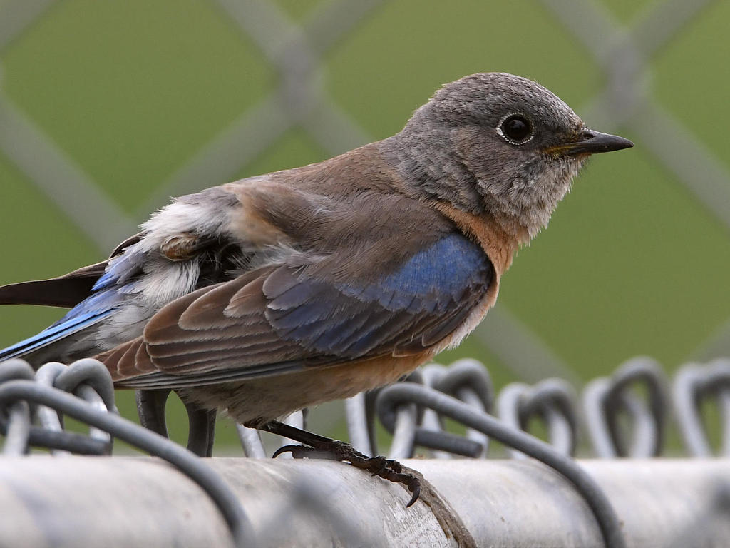 Bluebird7.jpg