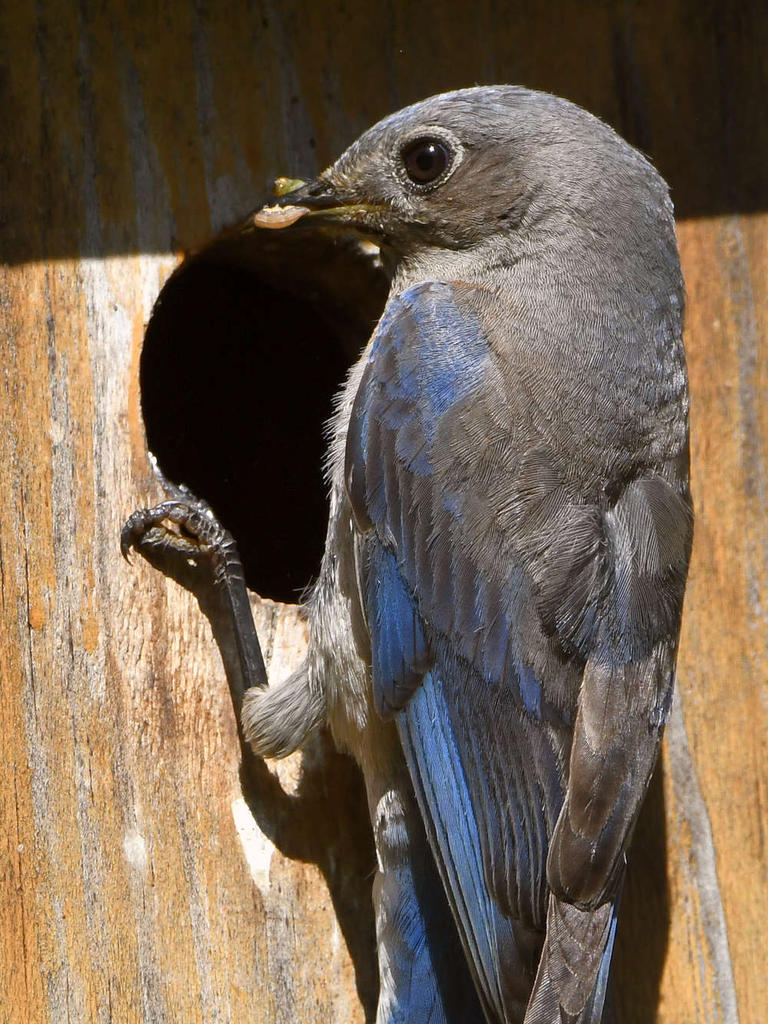 Bluebird7.jpg