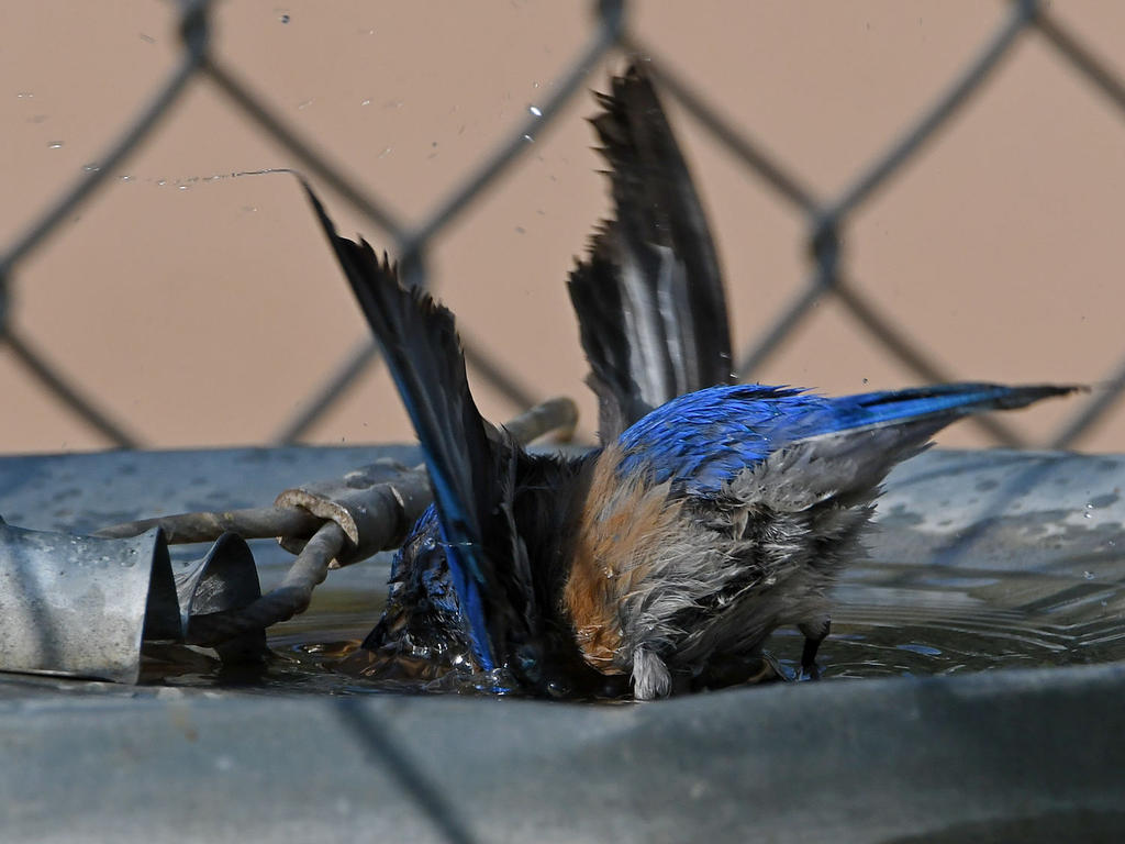 Bluebird7.jpg
