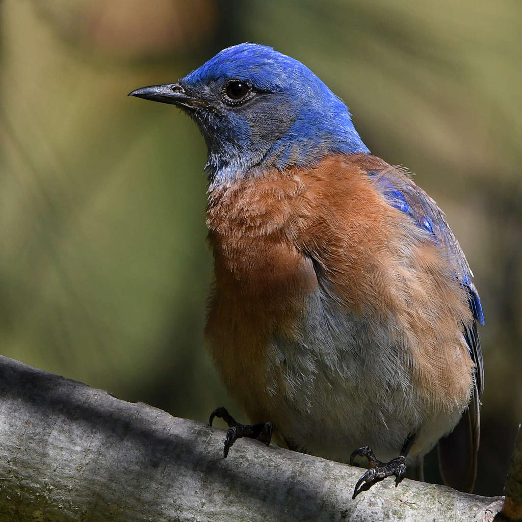Bluebird7.jpg
