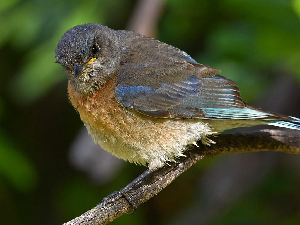 Bluebird7.jpg