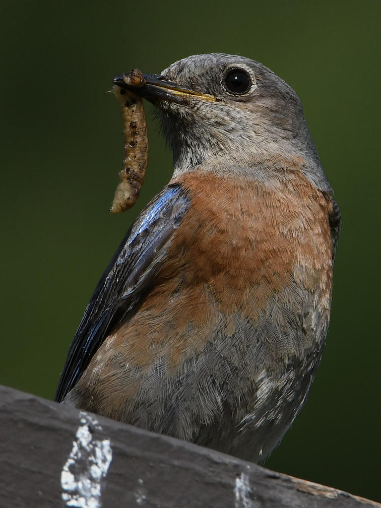 Bluebird7.jpg