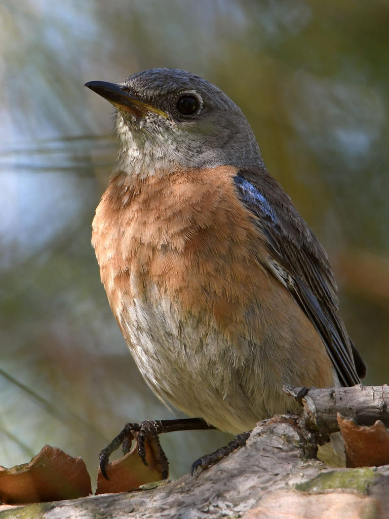 Bluebird7.jpg