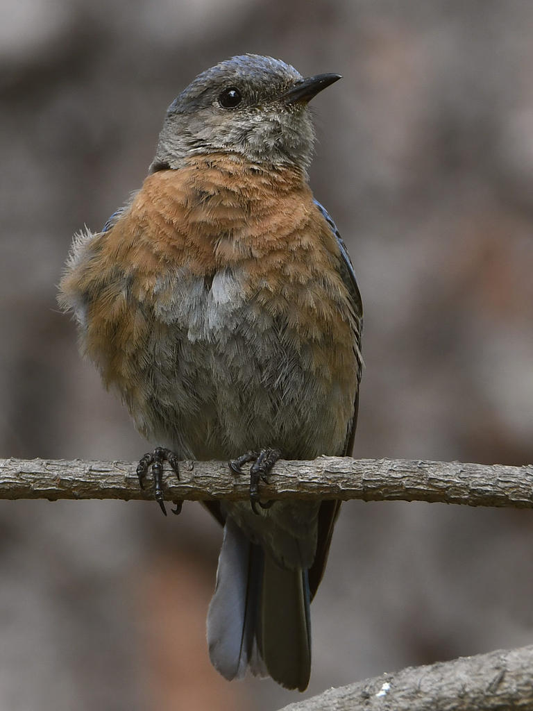 Bluebird7.jpg