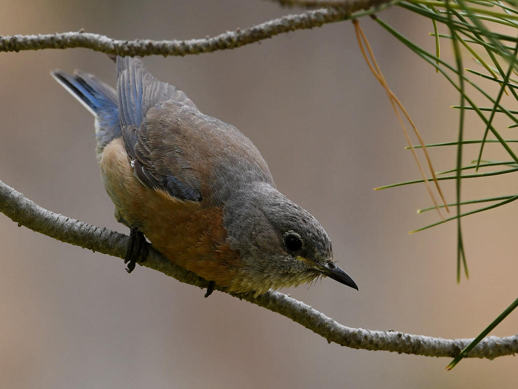 Bluebird7.jpg
