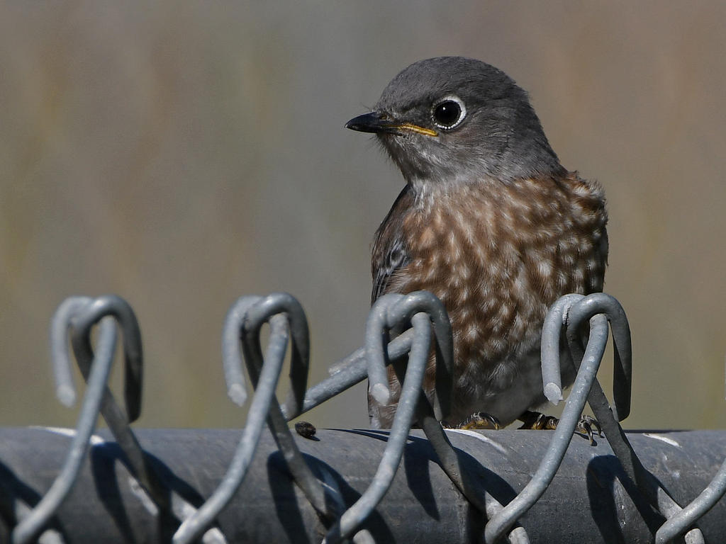 Bluebird7.jpg