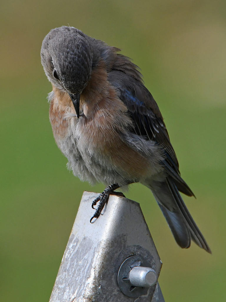 Bluebird7.jpg