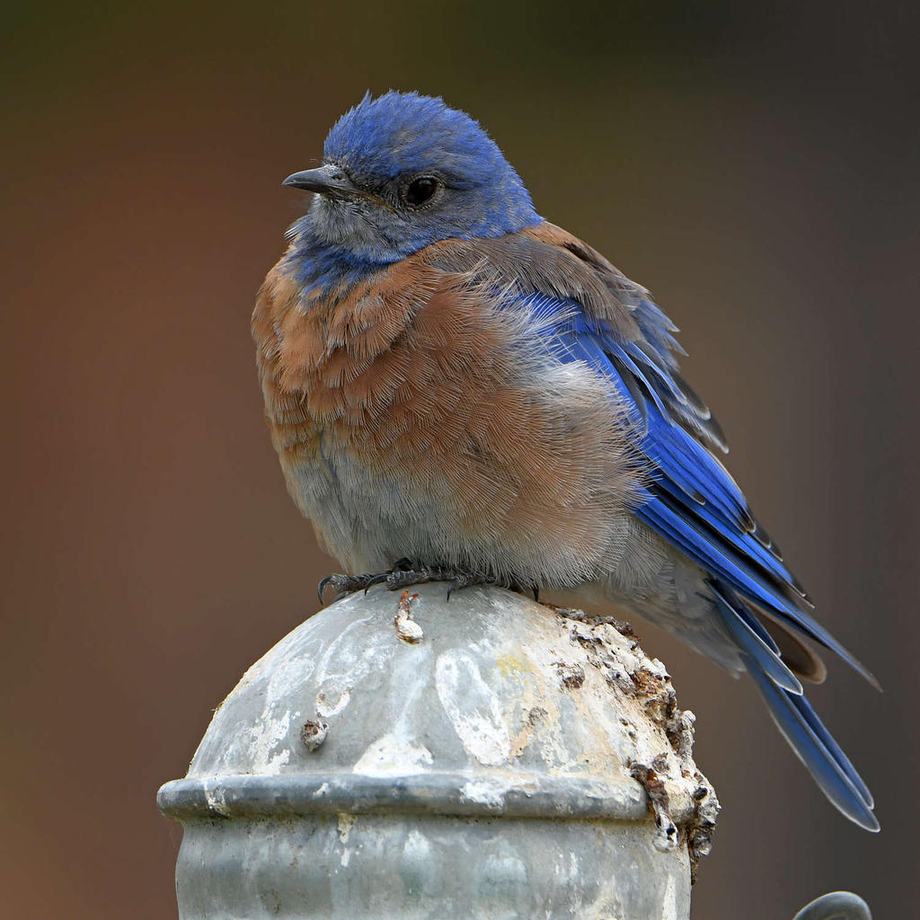 Bluebird7.jpg