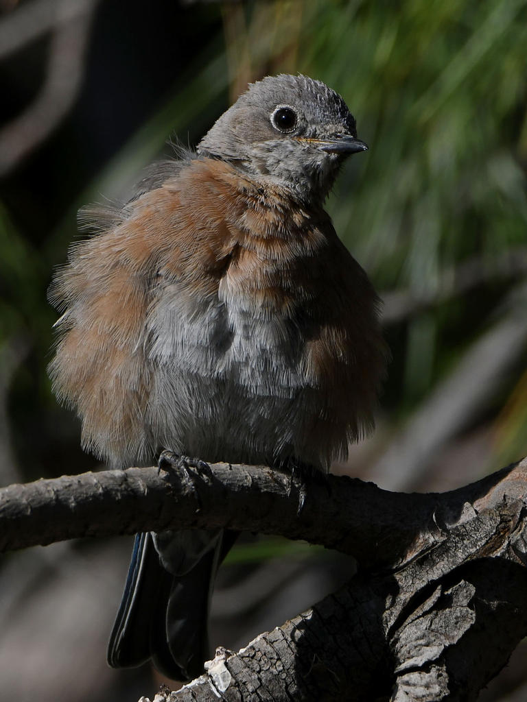 Bluebird7.jpg