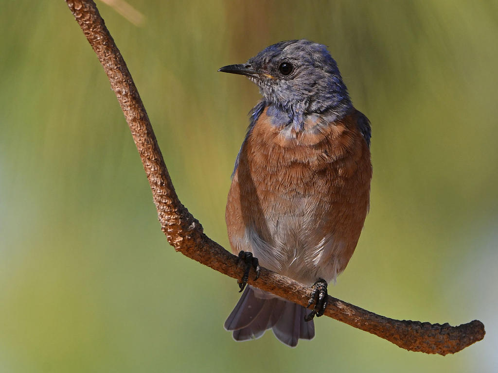 Bluebird7.jpg