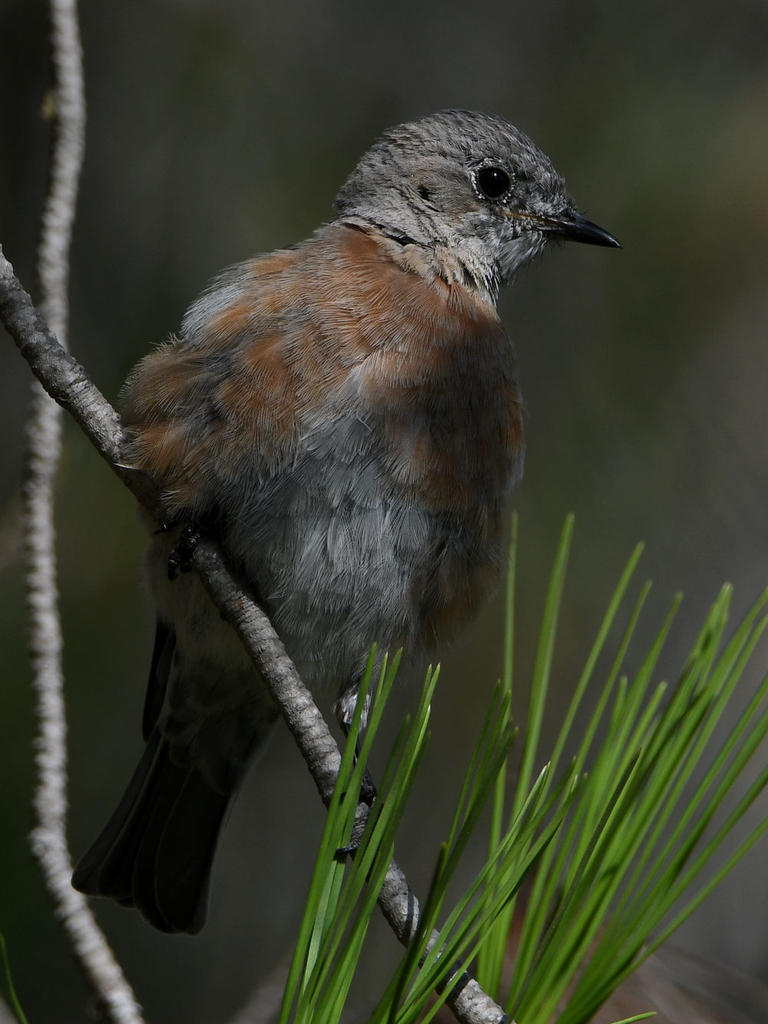 Bluebird7.jpg