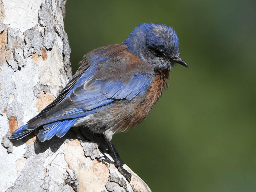 Bluebird7.jpg