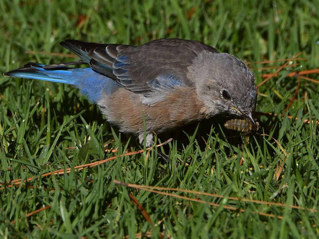Bluebird7.jpg