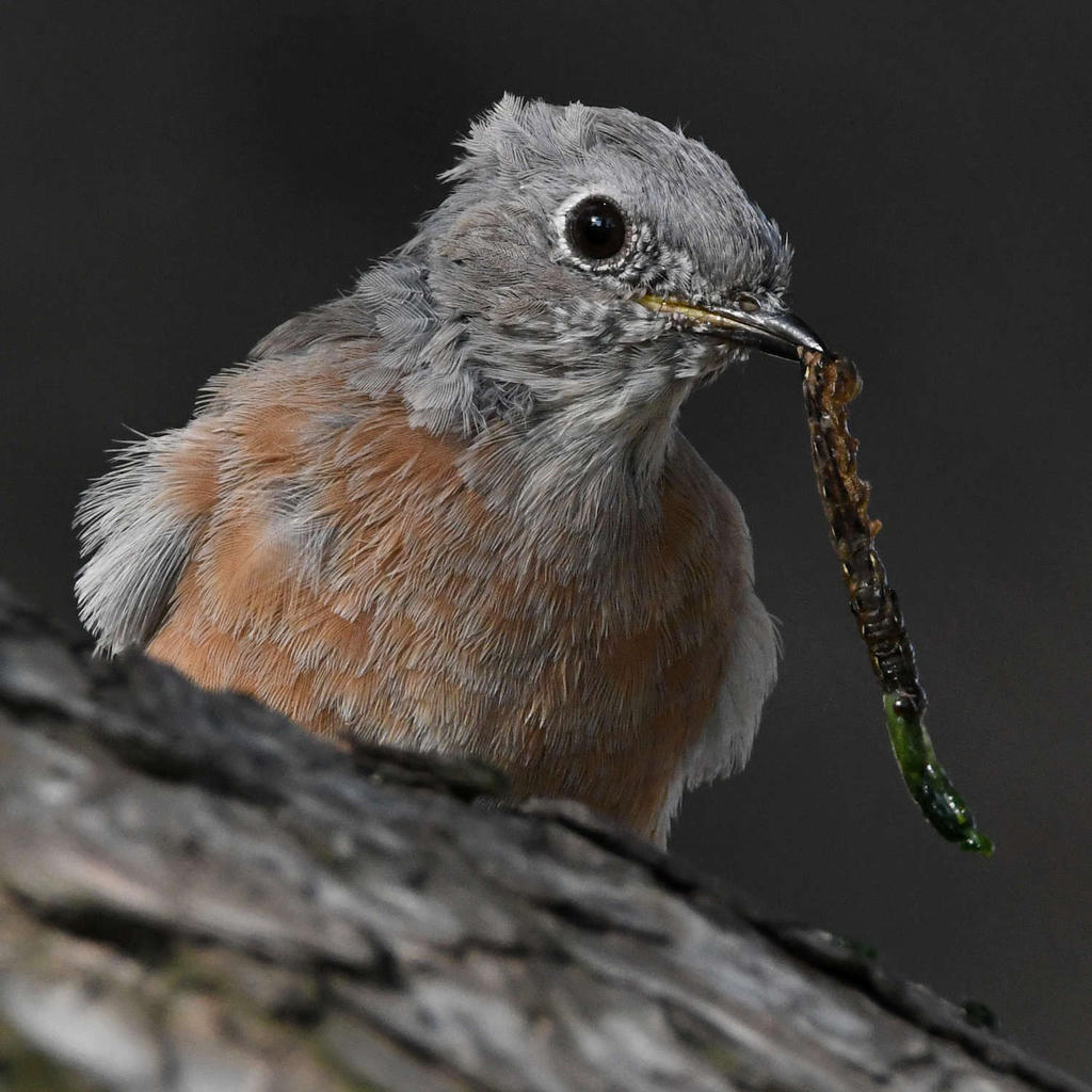 Bluebird7.jpg