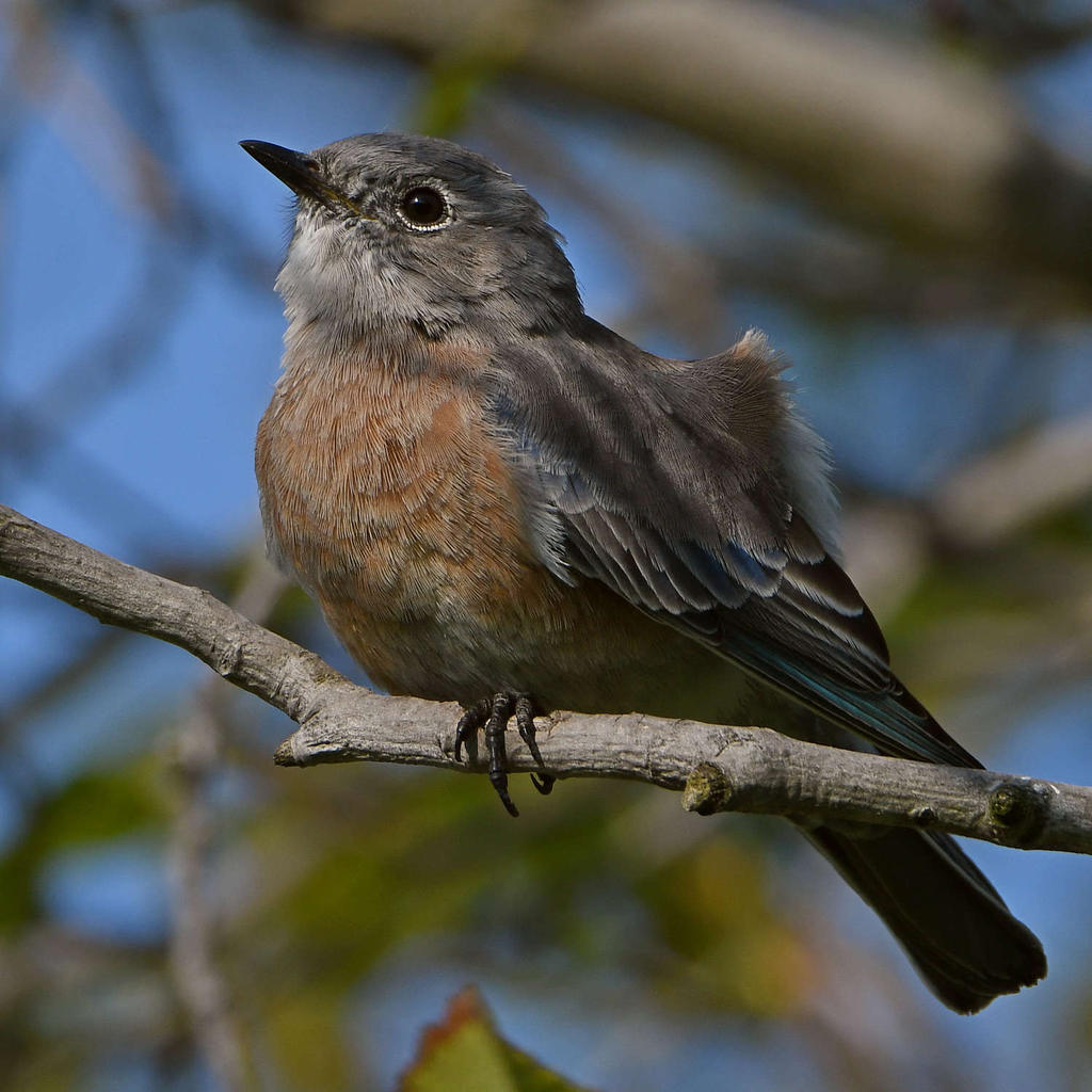 Bluebird7.jpg