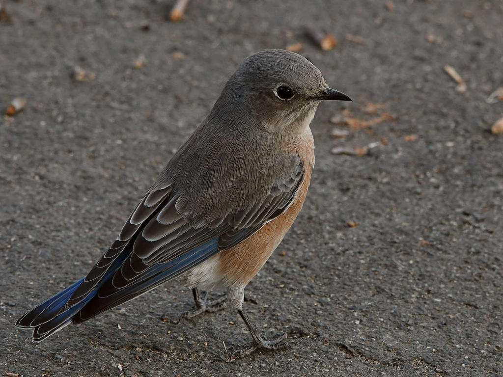 Bluebird7.jpg