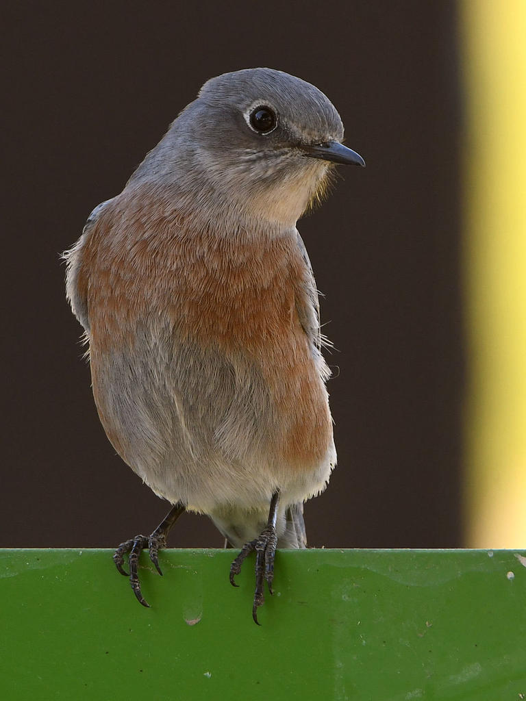 Bluebird7.jpg