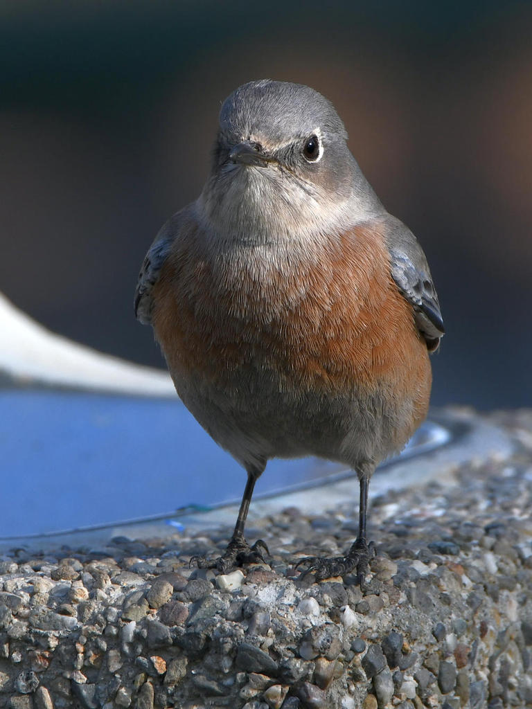 Bluebird7.jpg