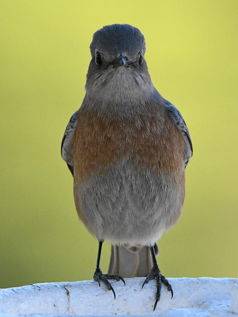 Bluebird7.jpg