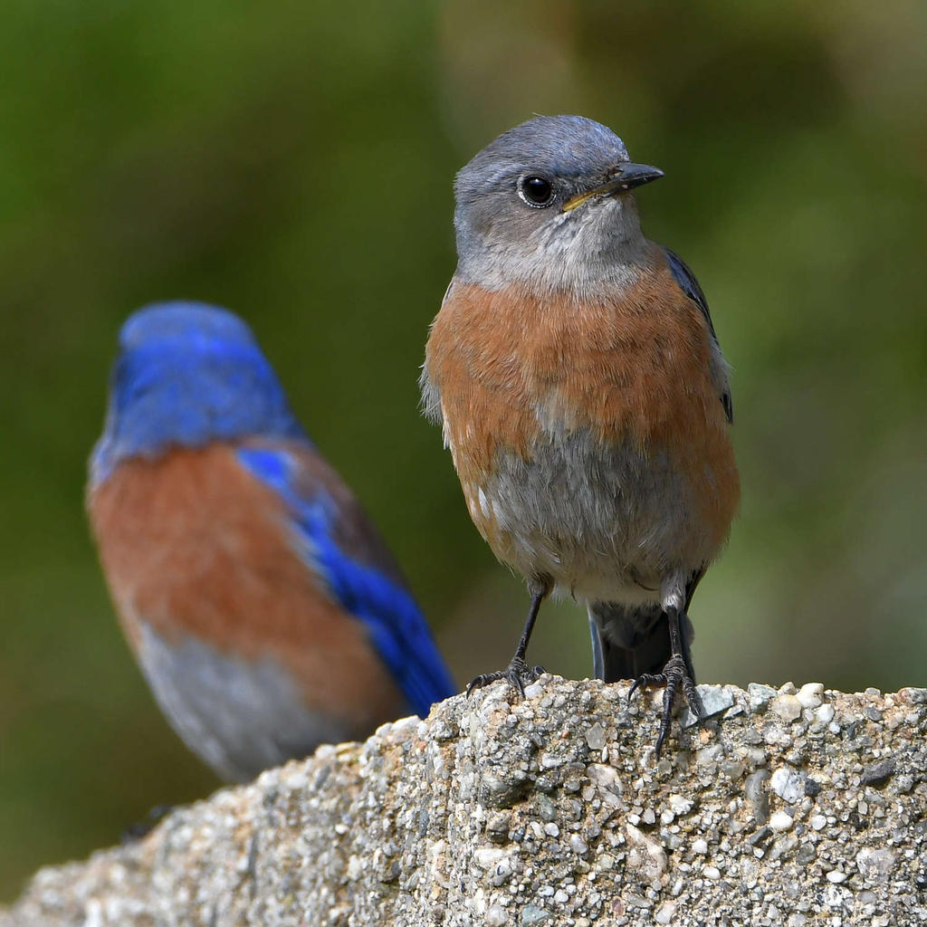 Bluebird7.jpg