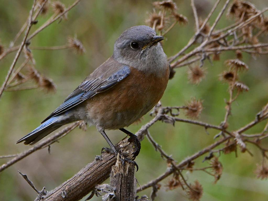Bluebird7.jpg