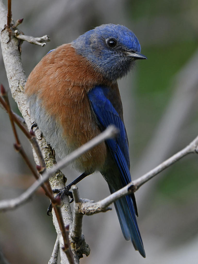 Bluebird7.jpg