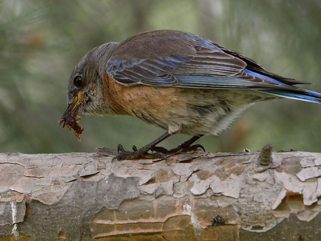 Bluebird7.jpg