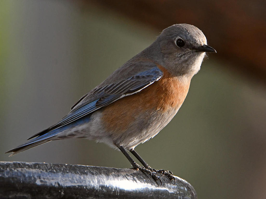 Bluebird7.jpg