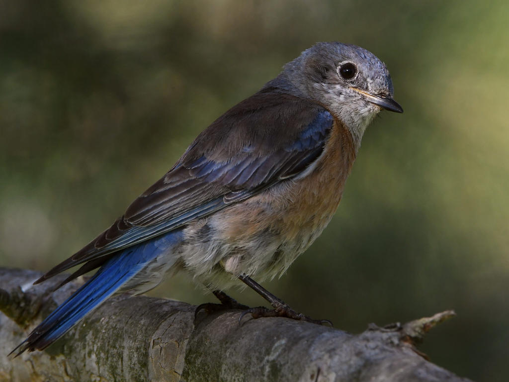 Bluebird7.jpg