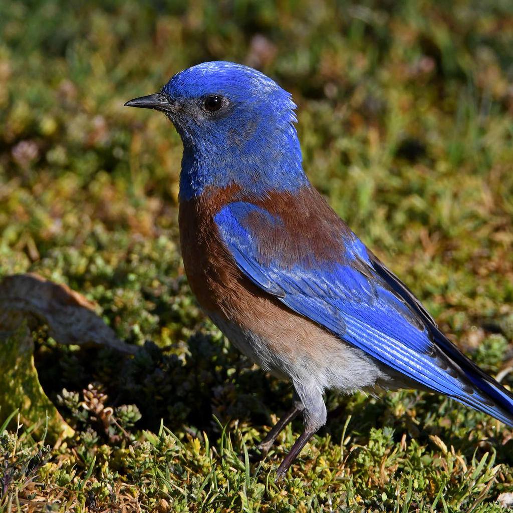 Bluebird7.jpg
