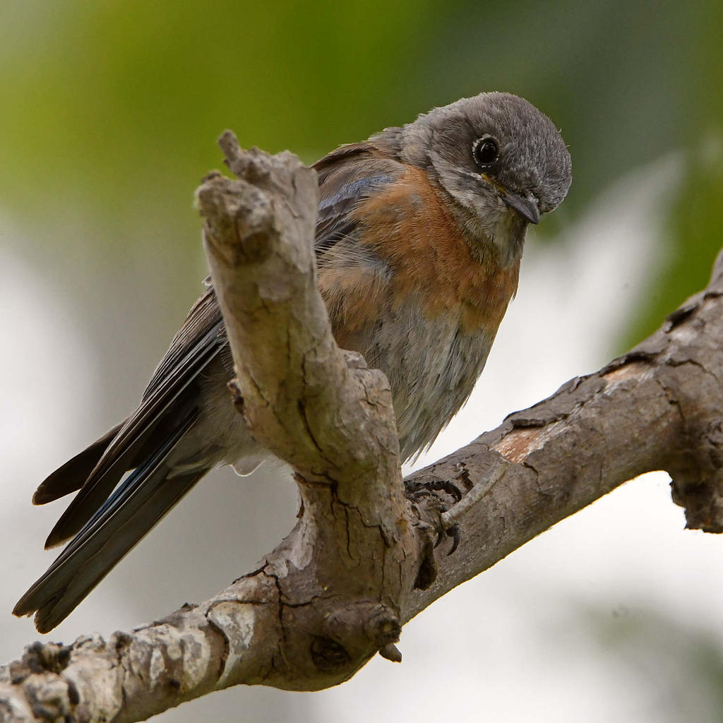 Bluebird7.jpg