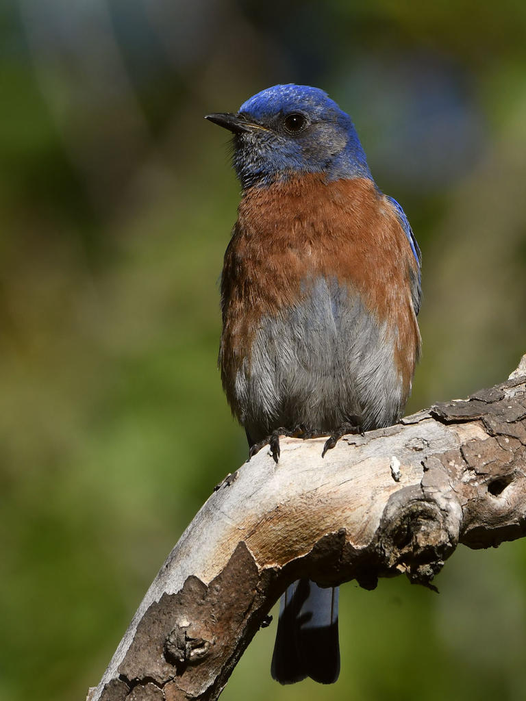 Bluebird7.jpg