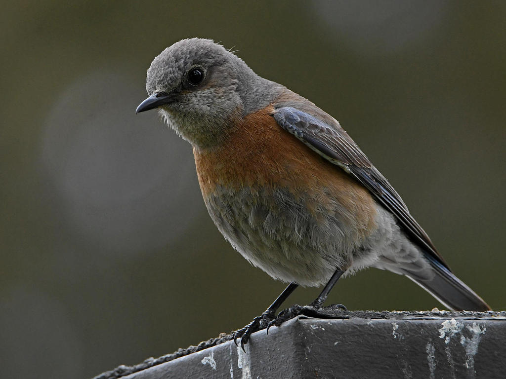 Bluebird7.jpg