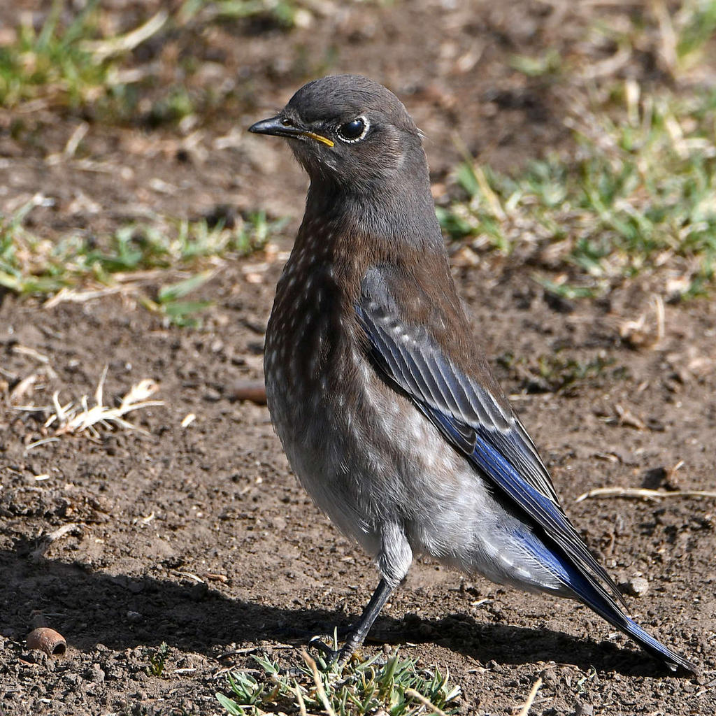 Bluebird7.jpg