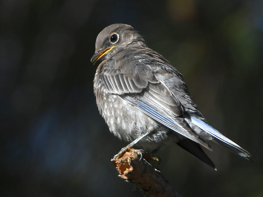 Bluebird7.jpg