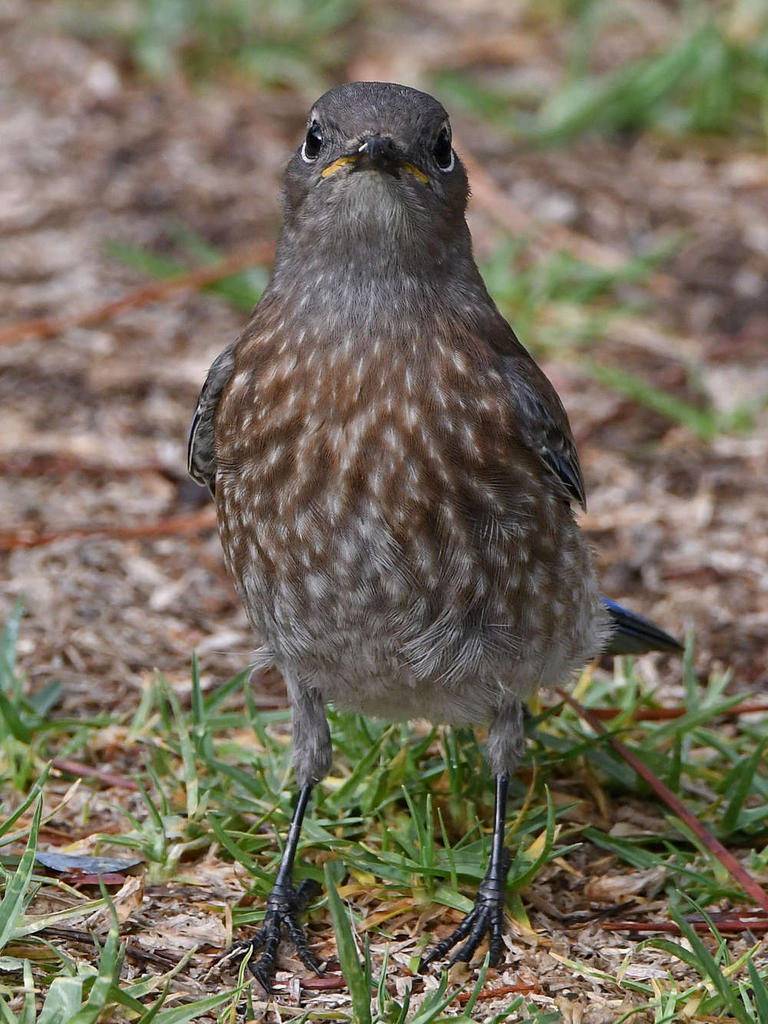 Bluebird7.jpg