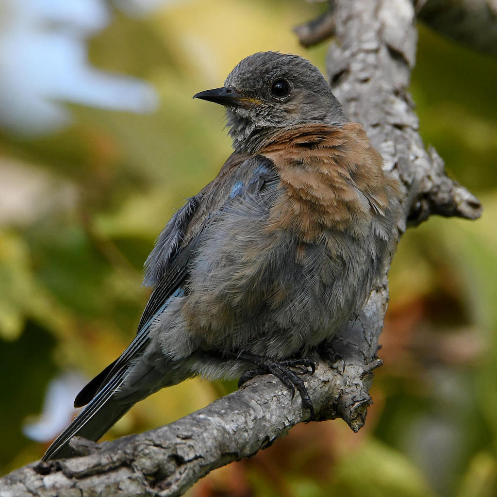 Bluebird7.jpg