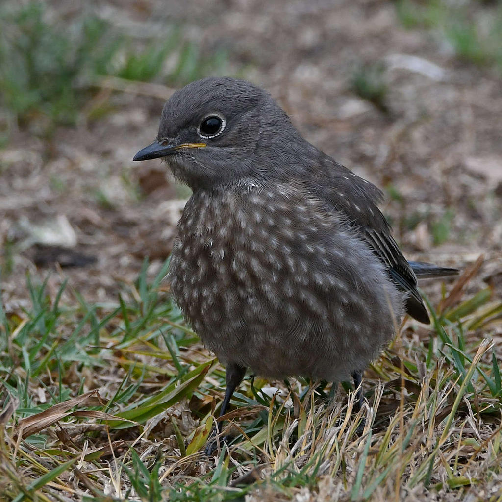 Bluebird7.jpg